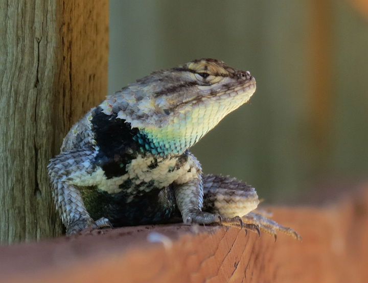 Spiny Lizard